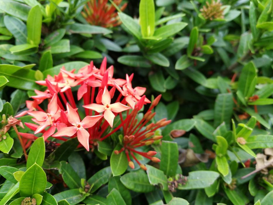 Nature Flower Garden