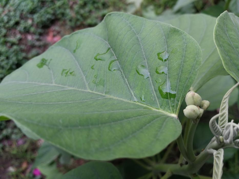 Nature Leaf