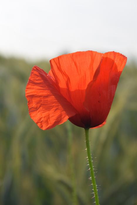 Poppy Flower Plant