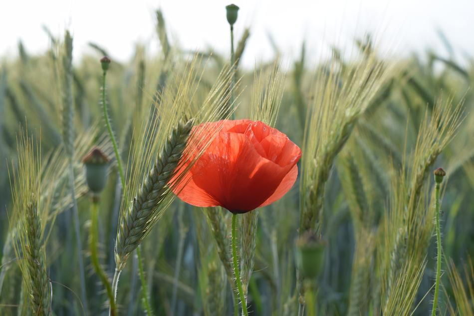 Poppy Wheat Field