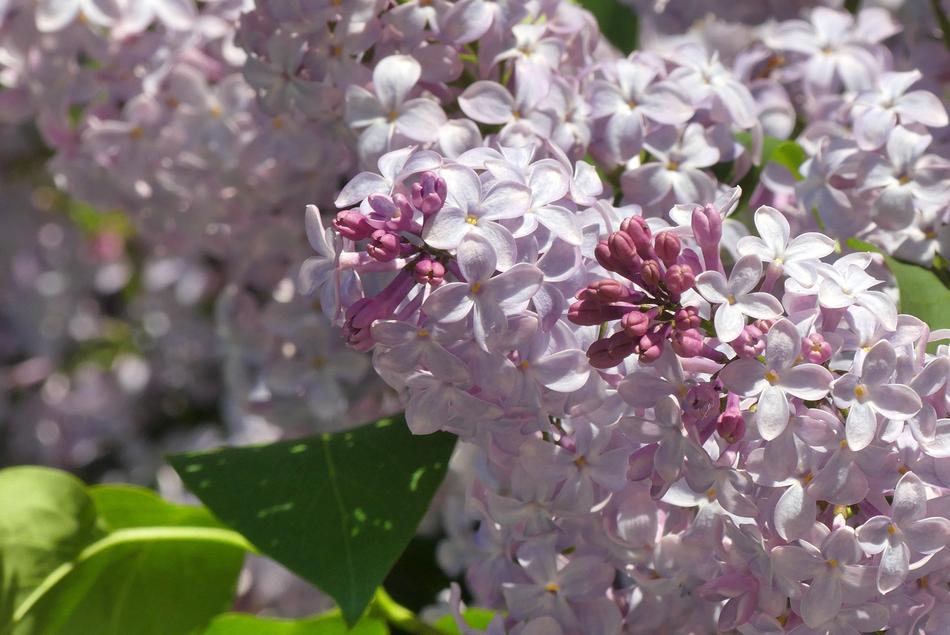 Flower Plant Floral
