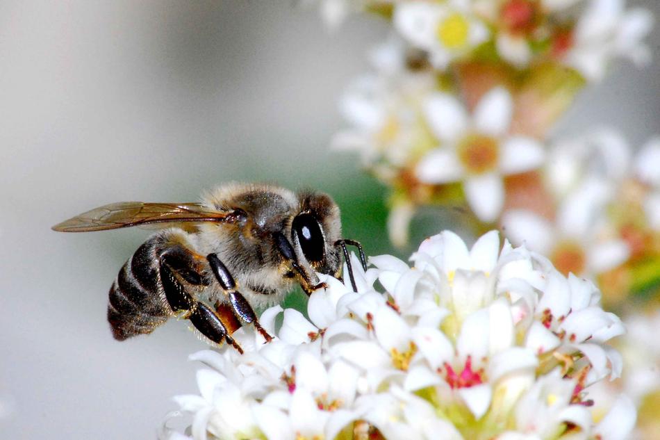Nature Flower Bee