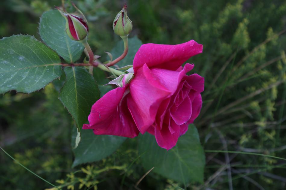 Nature Flower Plant
