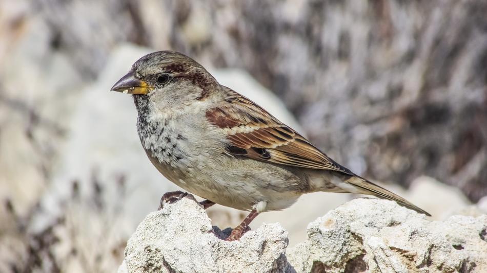 Nature Bird Wildlife