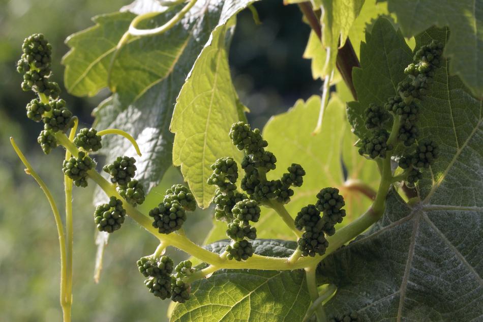 Leaf Plant Food