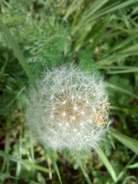 Nature Grass Plant