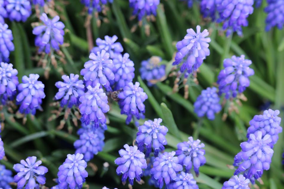 Flower Nature Plant