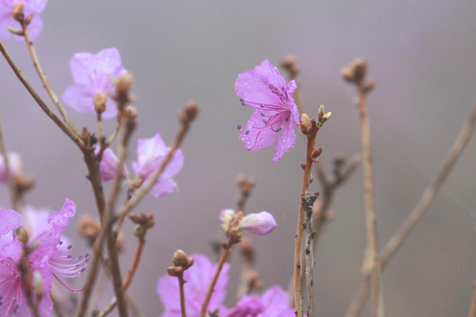 Flowers Nature Plants