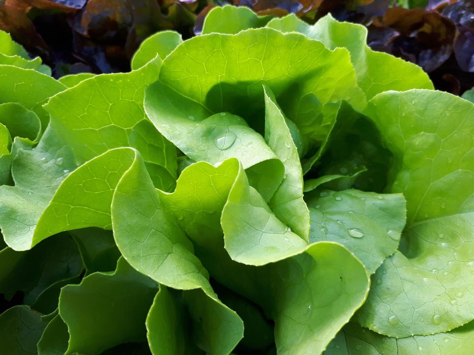 Leaf Plant Nature