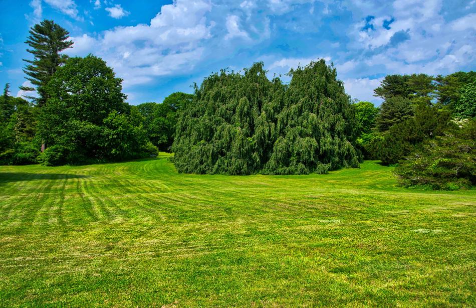 Arboretum Landscape Open Field