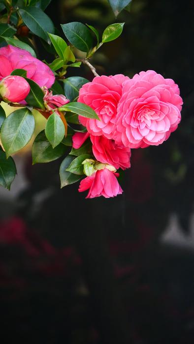 Flower Nature Plant
