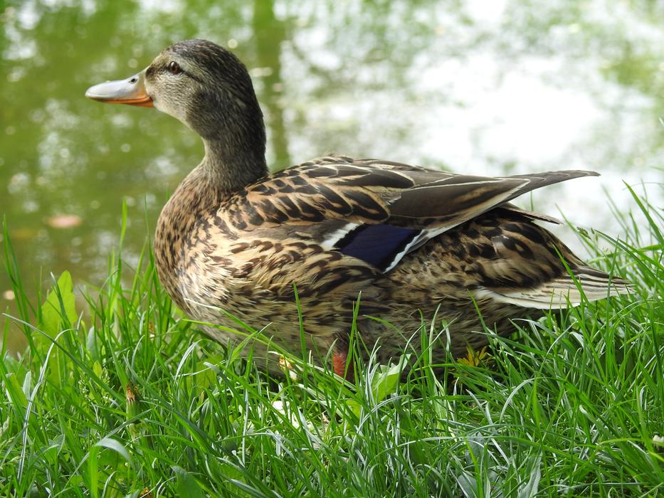 Birds Duck Nature