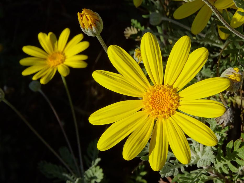 Nature Flower Plant