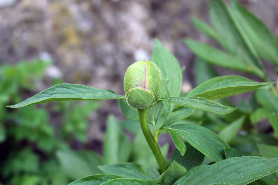 Leaf Nature Plant