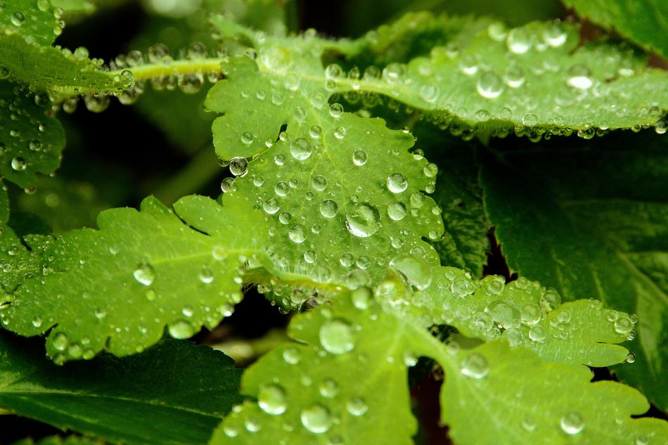 Leaf Nature Plant