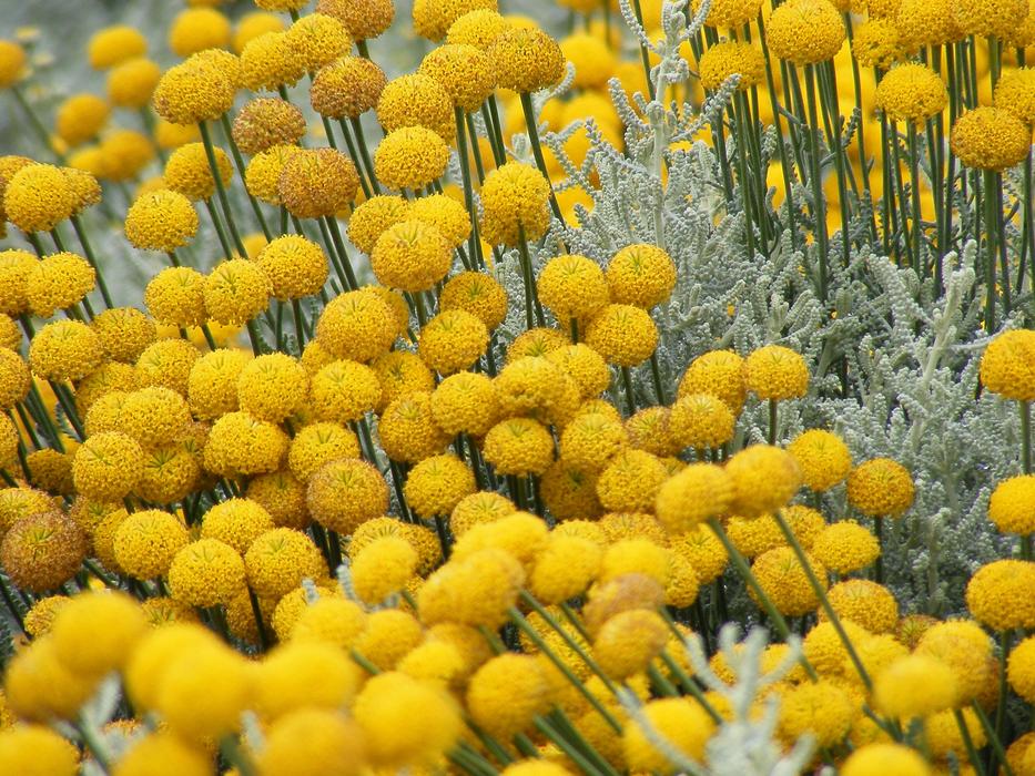 Nature Plant Flower