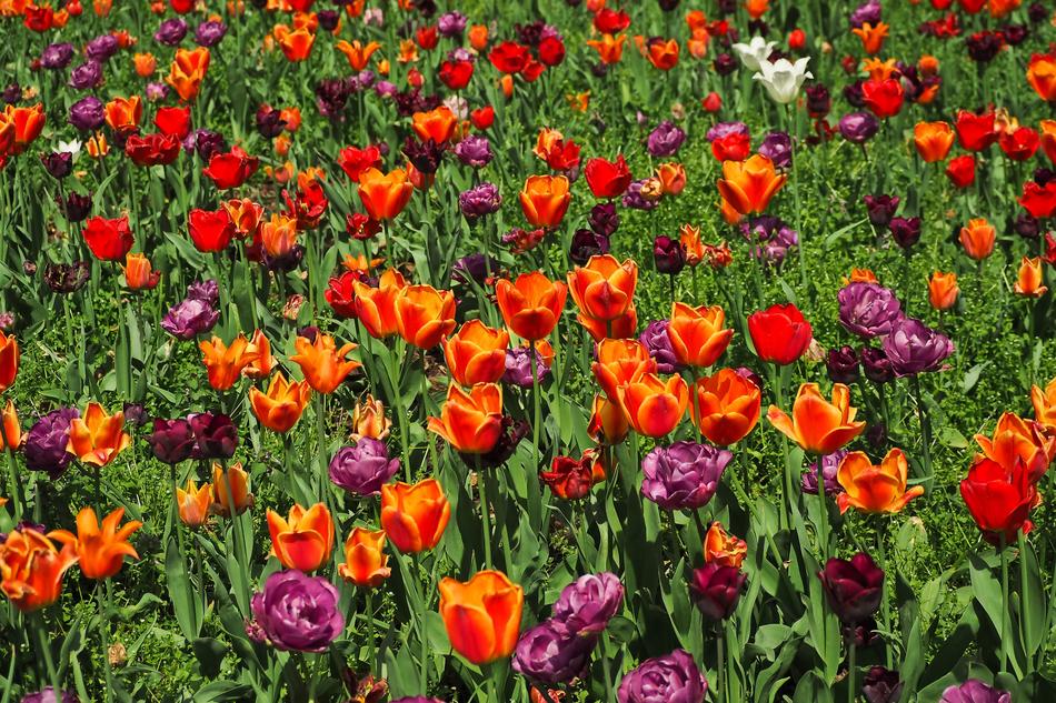 the magic field of poppies