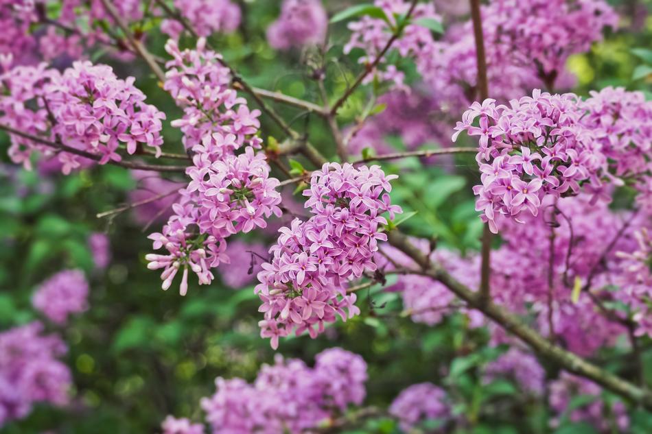 Flower Plant Nature