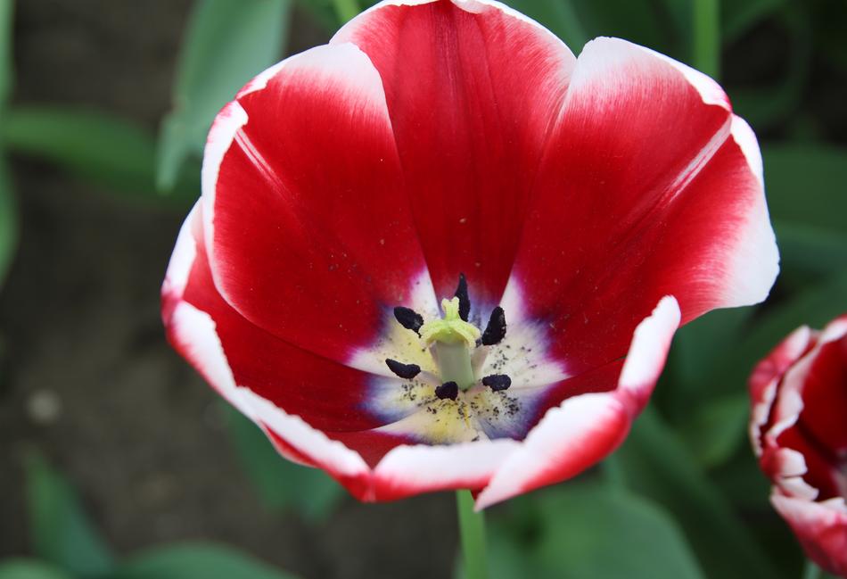 Flower Nature Plant No