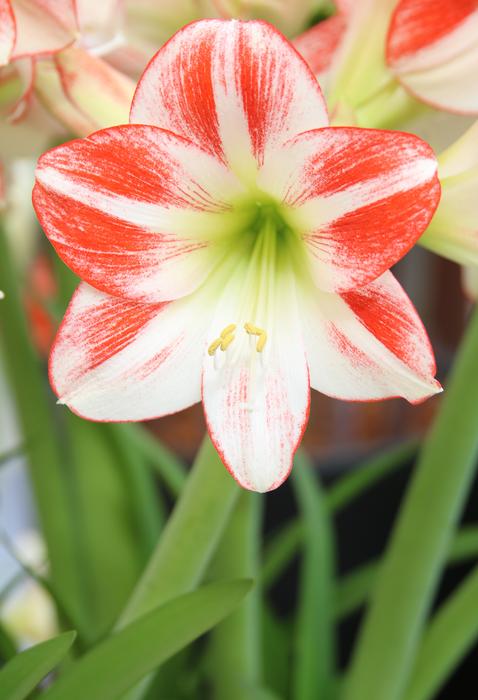 Nature Flower Plant