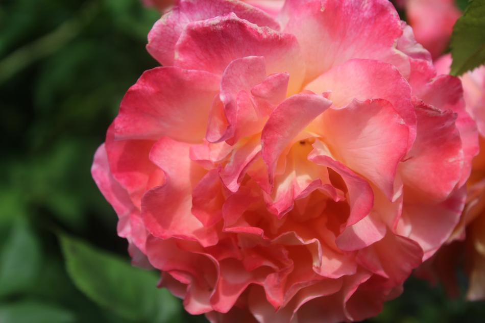 Rose Pink Thank You