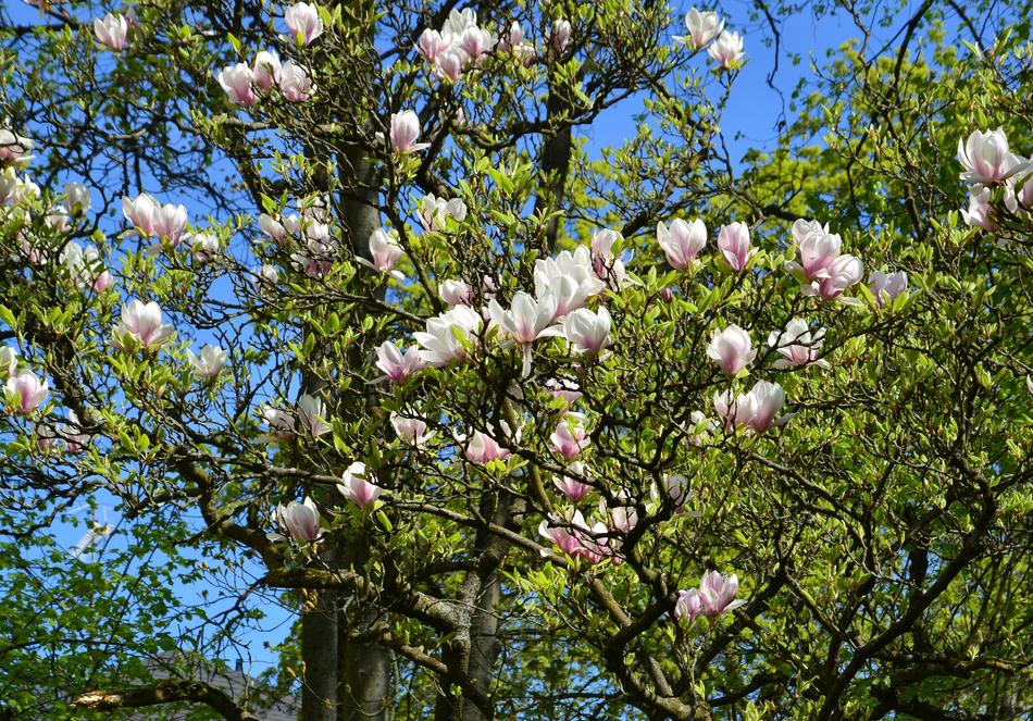 Magnolia Trees Spring