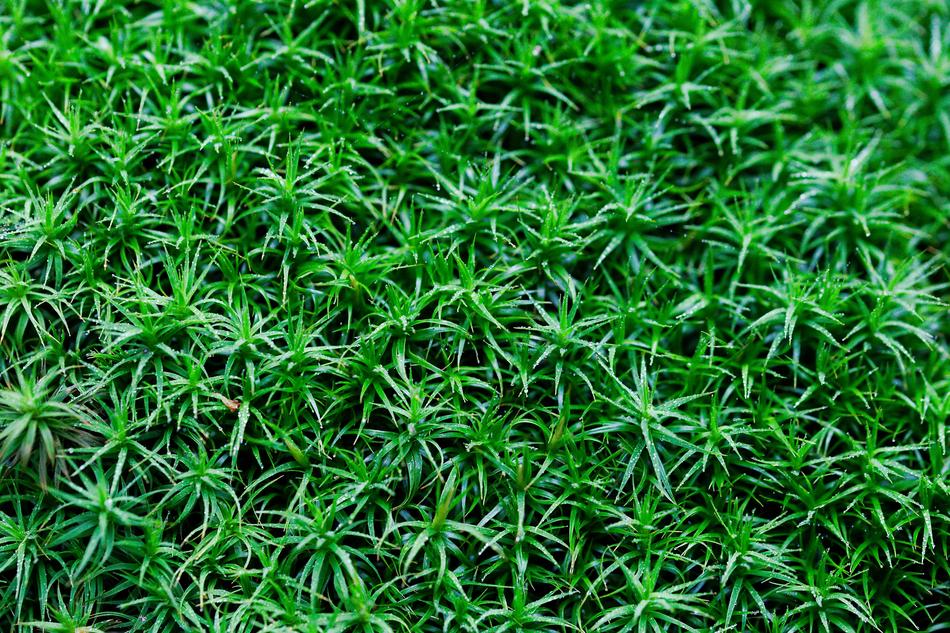 Grass Leaf Growth