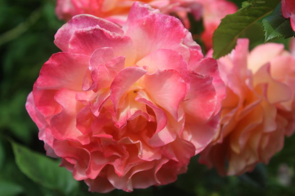 Rose Flower Pink Thank