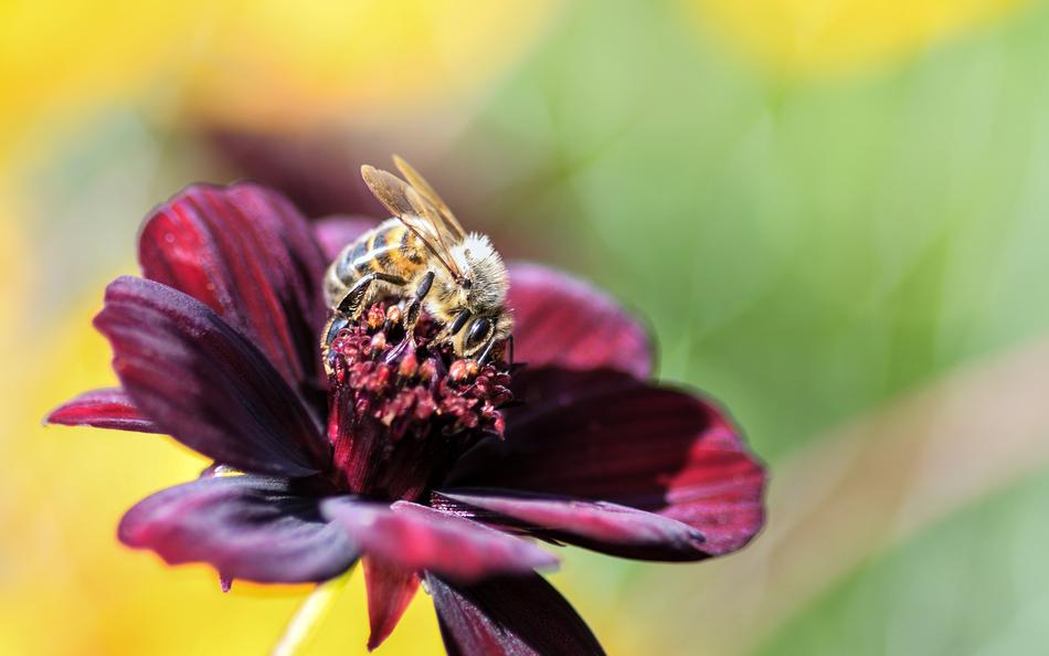 Bee Flower Insect