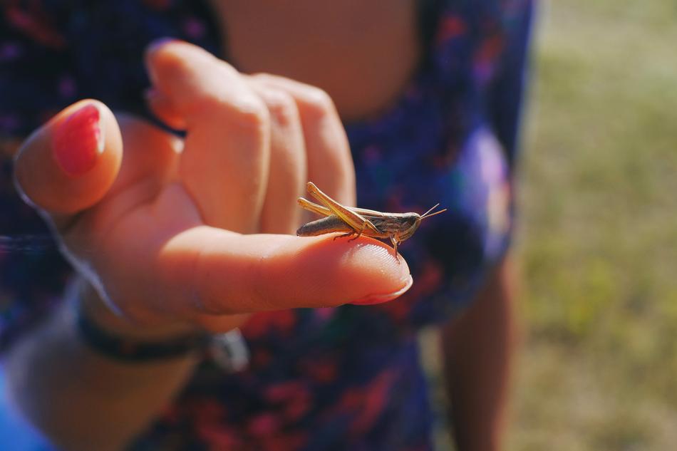 Grasshopper Closeup Close