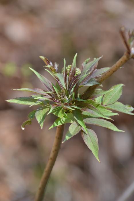 Leaf Nature Plant