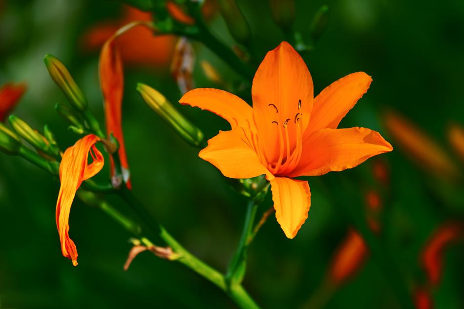 Brunello Lily Lilium Asiaticum