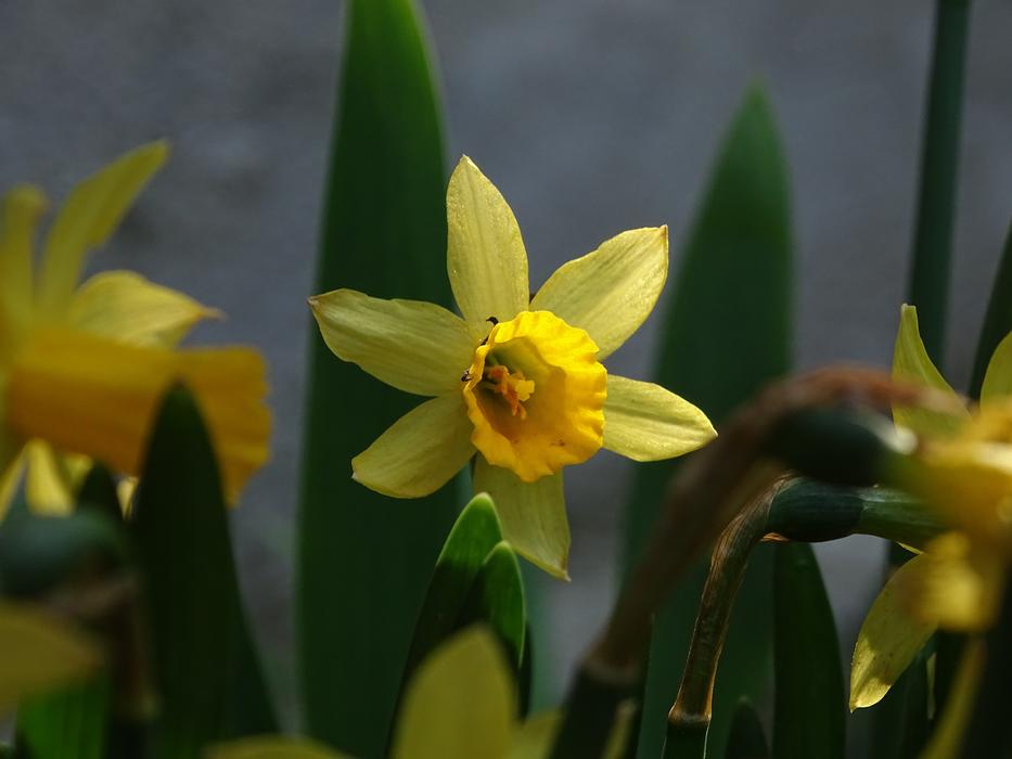 Daffodil Yellow Flower