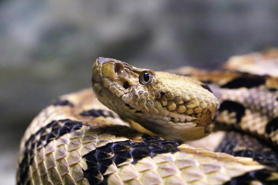 Snake Rattlesnake Reptile