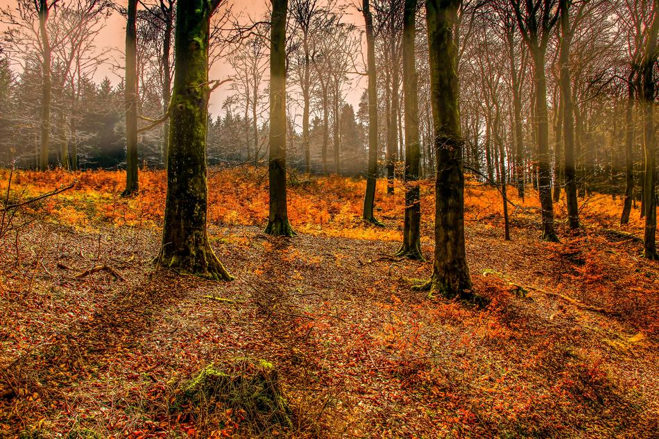 Autumn Forest Tree