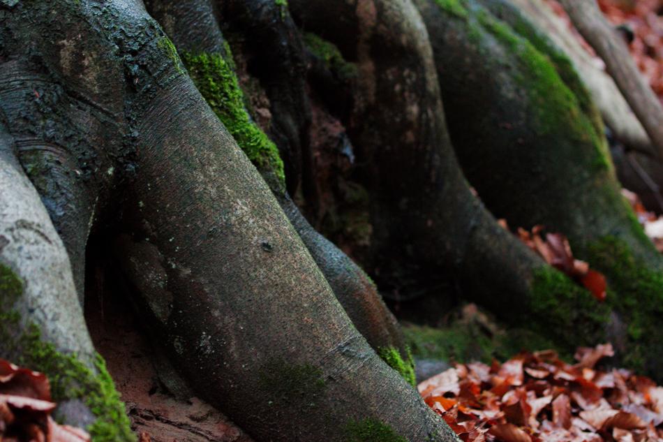 Nature Wood Tree