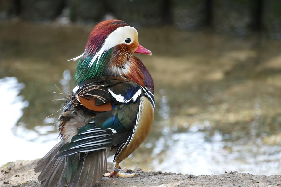 Mandarin Duck Birds