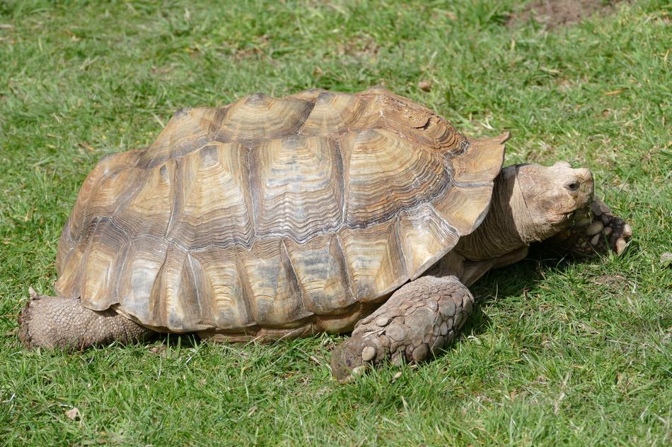 Turtle Tortoise Reptile