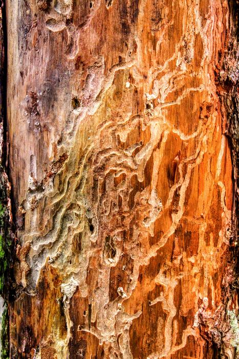 Nature Bark Beetles Wood Worm