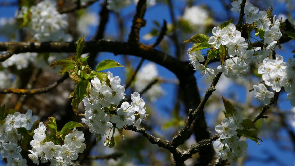 Nature Tree Apple