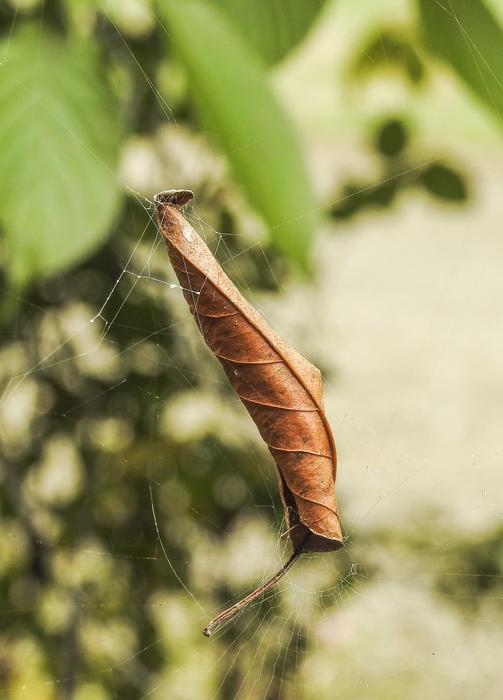 Nature Insect Leaf