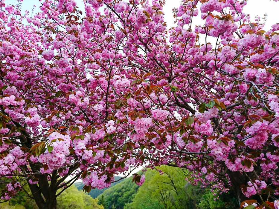 Cherry Blossoms Flowers Wood