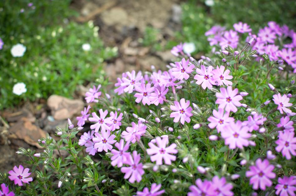 Flowers Garden Purple