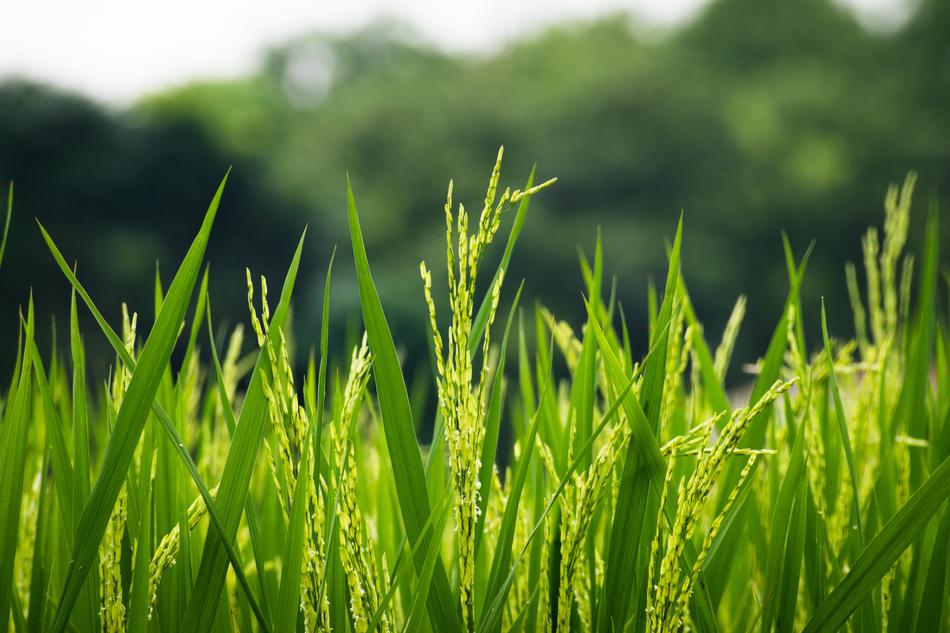 Growth Grass Field