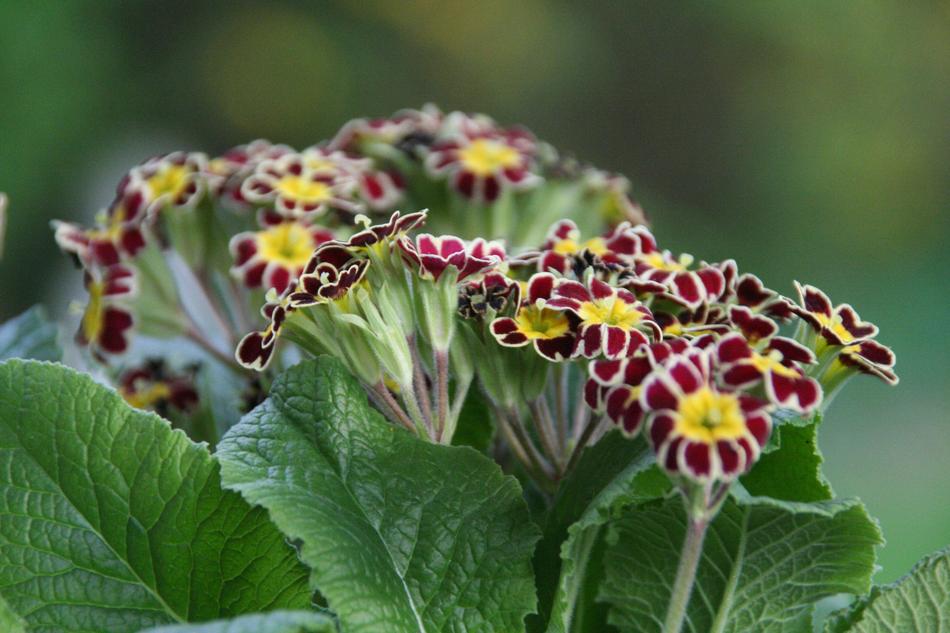 Auricula Spring Primrose