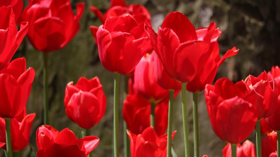 Nature Flower Plant