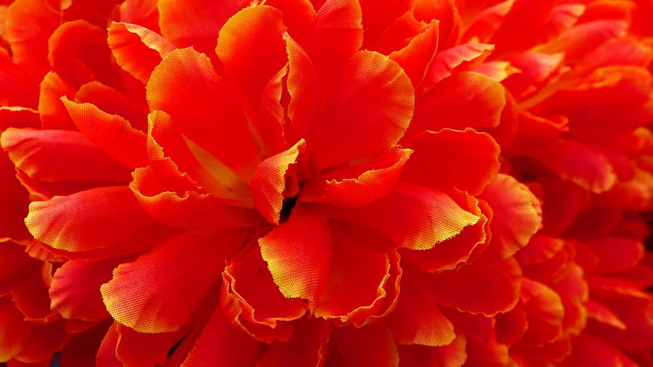 Flower Nature No Person