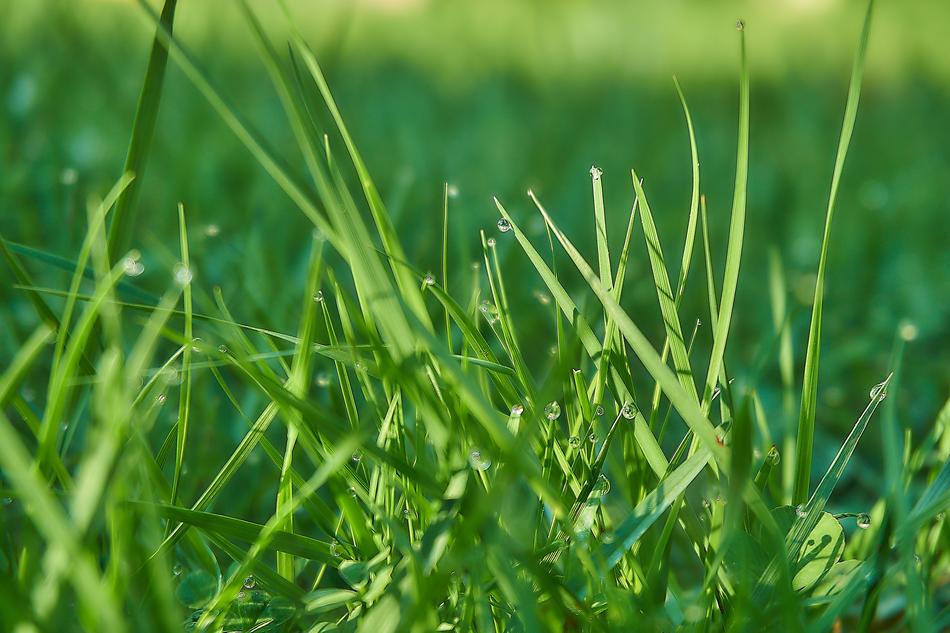Grass Blades Drip macro blur