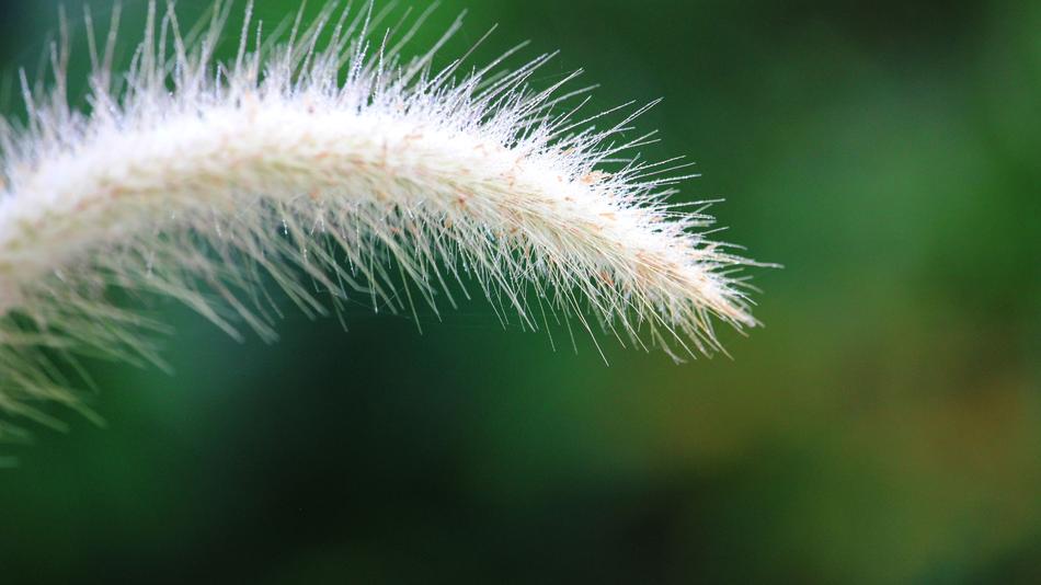 Flowering Grass Nature A Blade Of