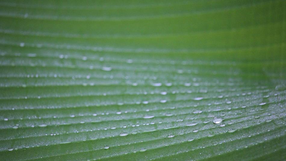 Dew Autumn Leaves Drops